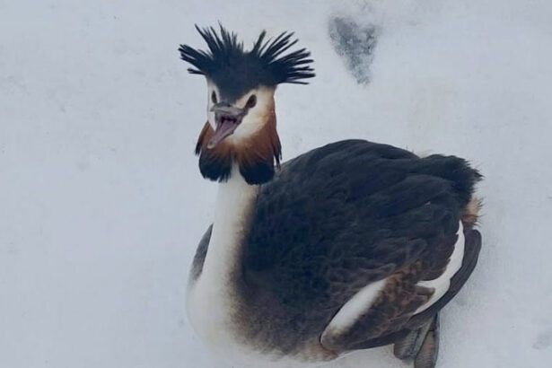o pasare dintr o specie protejata a cazut in zbor si a fost salvata de politistii locali din bucuresti 69a28704045ad