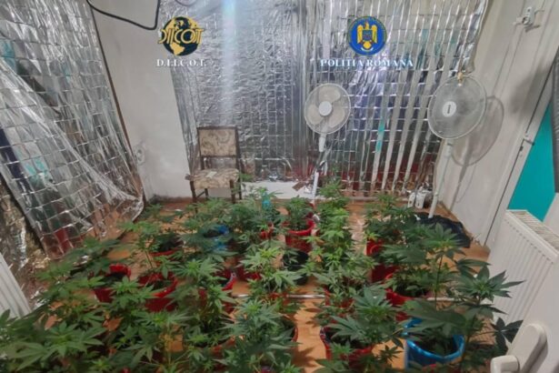 perchezitii antidrog in drobeta turnu severin si breznita ocol plante de canabis si droguri pregatite pentru vanzare ridicate de anchetatori 699dae97c255a