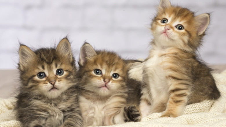 pisicile ar putea detine indicii vitale pentru tratamentul cancerului la oameni 699b83e4a6b60