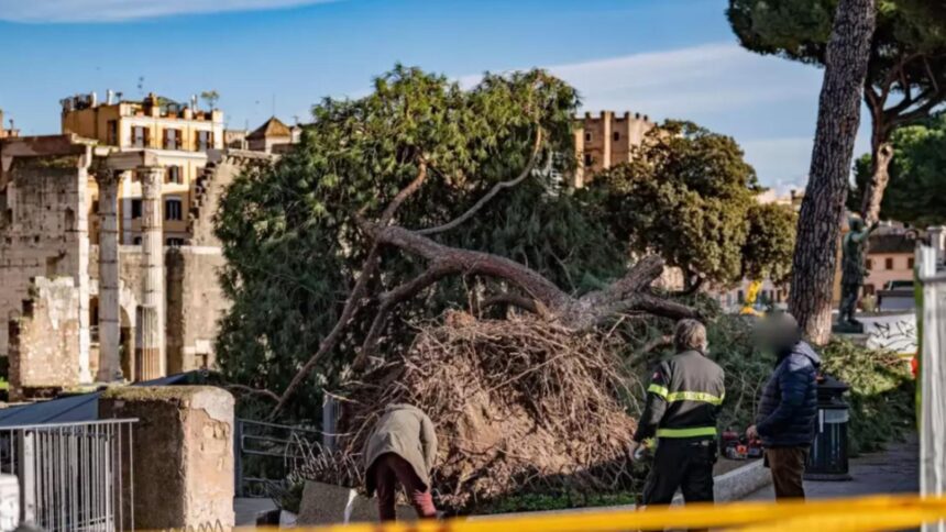 roman ranit in roma dupa ce un copac vechi de 120 de ani s a prabusit peste el alte doua persoane au ajuns la spital 6980d6e0de03b