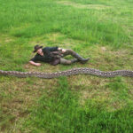 romanul care a descoperit cel mai lung sarpe din lume intrat in cartea recordurilor succesul niciodata nu este al unui singur om 698614feca208