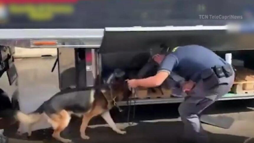 sofer roman prins cu 100 de kilograme de droguri marfa de aproape 3 milioane de euro ascunsa in tir 698c3804ce923