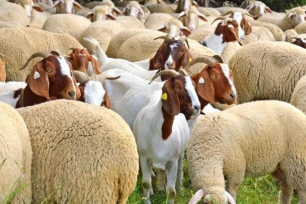 televiziunea poporului alaturi de fermierii carora statul le a confiscat sute de oi oamenii sunt disperati n au facut nicio analiza 69870118da564