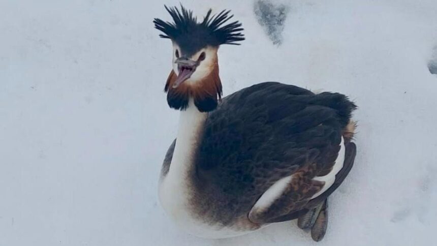 un corcodel mare specie protejata salvat de un politist local in bucuresti probabil a cazut din cauza epuizarii sau a vremii 699ea2556dba7