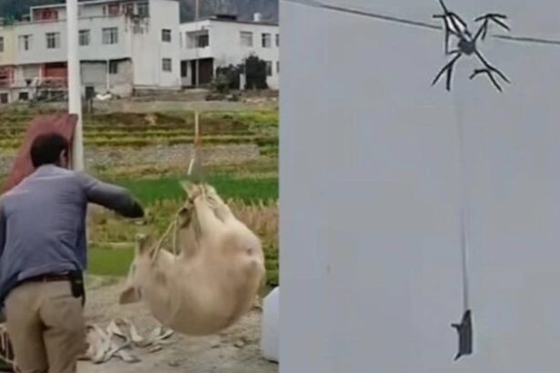 un sat intreg a fost lasat in bezna de un porc zburator video 698e3f0ac0f4b