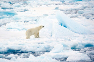 ursii polari din svalbard au rezistat mai bine decat se preconiza la incalzirea climei studiu 6980322f6e370
