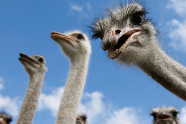 video afacere fictiva cu struti in valcea client inselat dupa ce a platit mii de lei pentru pasari pe care nu le a mai primit 699ffc2137a42