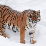 video imagini virale pe tiktok cu un tigru siberian filmat intr o curte din dambovita politia a deschis dosar penal 6985783f54511