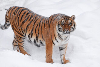 video imagini virale pe tiktok cu un tigru siberian filmat intr o curte din dambovita politia a deschis dosar penal 6985783f54511