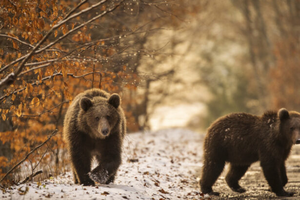 video indiferent unde mergeai era plin orasul care a castigat lupta cu ursii cum au fost descurajate animalele sa se mai apropie de case 6992e2baea562