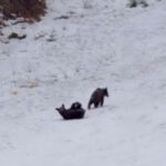 video intalnire neasteptata la poiana brasov trei pui de urs filmati de turisti in timp ce se joaca nestingheriti pe partie 698603806237c