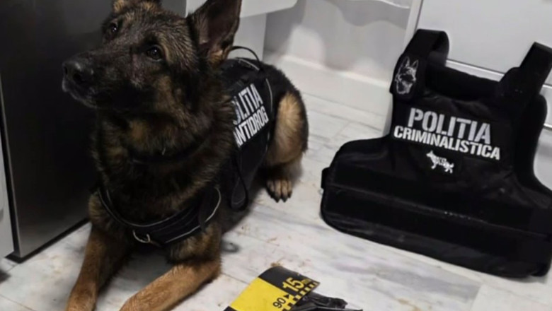 video nino cainele care a gasit 2 kilograme de cocaina ingropate sub un strat gros de zapada politist a fost o provocare pentru noi 6999e863f27b4