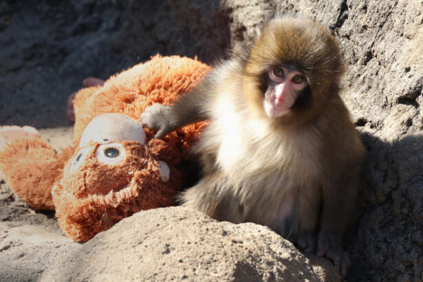 videofoto tragedia maimutei punch de ce isi abandoneaza animalele puii 699dbc15c2e73