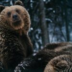 ziua ursului in traditia populara pe 2 februarie ziua cand ursul iese din barlog pentru a prevesti vremea ce spune superstitia legat de aceasta zi 69804d7cce1d9