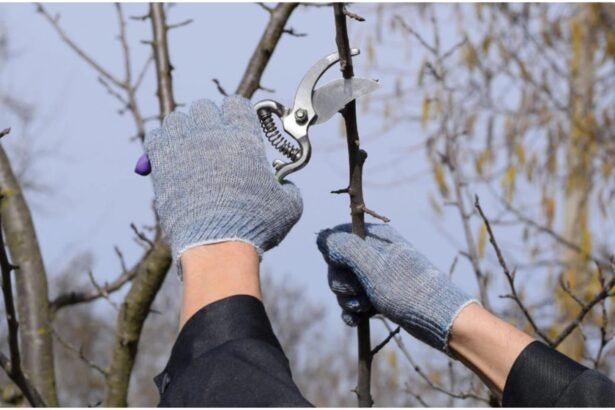 ce amenzi risti daca arunci crengile taiate la gunoi ce impune legea privind deseurile vegetale 69a82338e4978