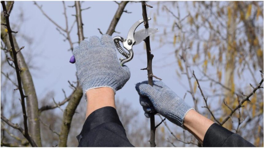 ce amenzi risti daca arunci crengile taiate la gunoi ce impune legea privind deseurile vegetale 69a82338e4978