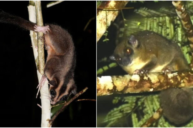 doua specii considerate disparute de mii de ani redescoperite intr o padure tropicala din papua de vest 69afdcbcd0e83