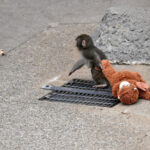 video macacul japonez punch care a cucerit internetul cu urangutanul sau de plus are acum o prietena reala moe sau momo chan 69c7631387549