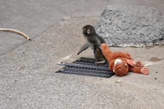 video macacul japonez punch care a cucerit internetul cu urangutanul sau de plus are acum o prietena reala moe sau momo chan 69c7631387549