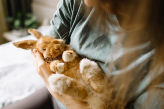 video nu sunt jucarii iepurasi cumparati de paste abandonati apoi in parcuri sau la gunoi apelul asociatiilor de protectie a animalelor 69c509db2bfdf