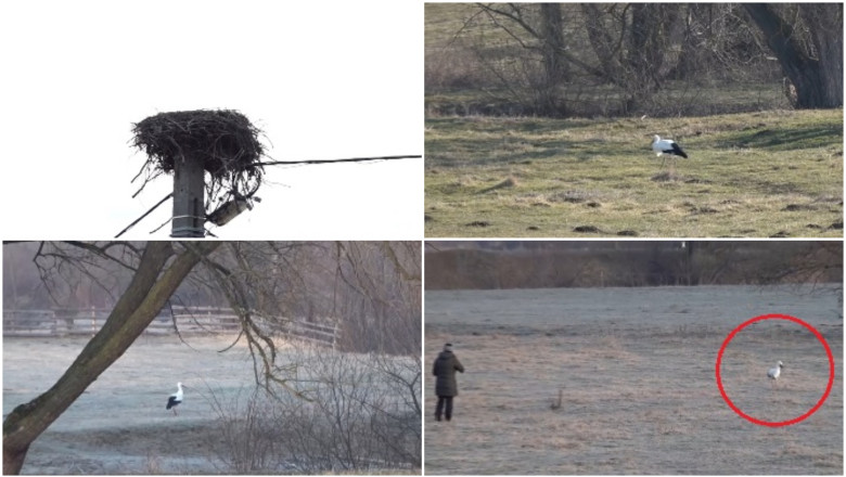 video povestea lui gobi barza care si a petrecut iarna intr un sat din judetul covasna localnicii au adoptat o parca am un copil 69b16b2478de9