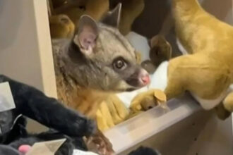 video un oposum s a deghizat in jucarie de plus intr un magazin dintr un aeroport si a starnit amuzamentul pasagerilor 69cb4733579f4