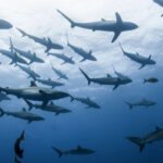 zeci de rechini din bahamas depistati pozitiv la cocaina cafeina si analgezice cercetatorii trag un semnal de alarma 69c66380bb1b8