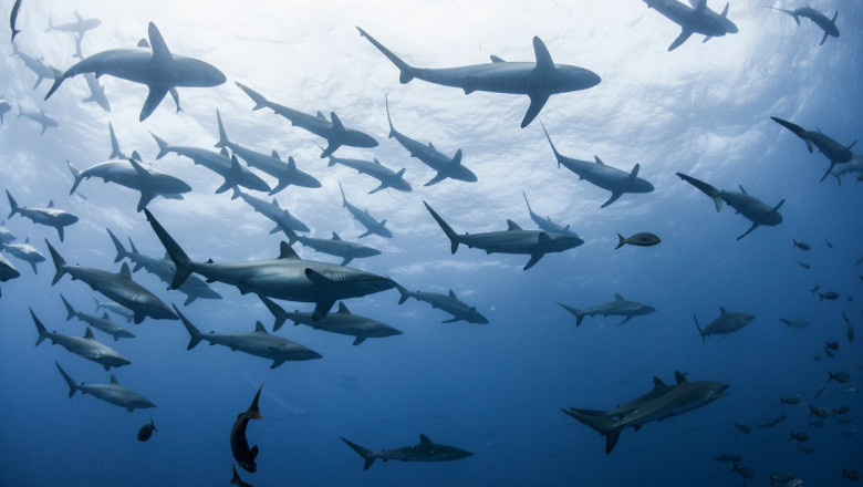 zeci de rechini din bahamas depistati pozitiv la cocaina cafeina si analgezice cercetatorii trag un semnal de alarma 69c66380bb1b8