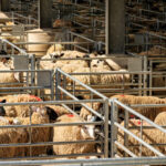 algeria vrea sa importe peste un milion de ovine din romania in 2027 in premiera sunt incluse si livrari de carne 69ce3a6ceb65f