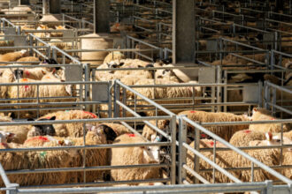 algeria vrea sa importe peste un milion de ovine din romania in 2027 in premiera sunt incluse si livrari de carne 69ce3a6ceb65f