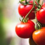 cu cat se vand rosiile romanesti la poarta solariilor producator anul acesta au fost cele mai mari costuri din ultimii ani 69d15298898e4