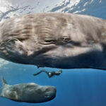 descoperire uimitoare in adancul oceanelor casalotii comunica printr un alfabet similar limbajului uman 69e46a036fca3