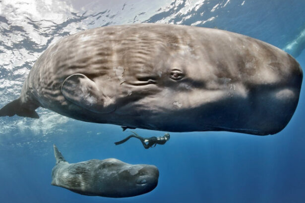 descoperire uimitoare in adancul oceanelor casalotii comunica printr un alfabet similar limbajului uman 69e46a036fca3