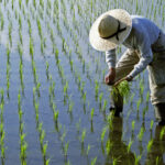 efectele razboiului din iran lipsa combustibilului ameninta productia de orez in asia 69da5276d51e4