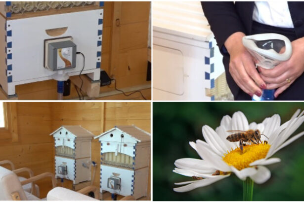 video metoda naturala inovatoare terapia cu aerul din stup judetele din romania unde oamenii pot face apiterapie e foarte benefica 69e8495e29b4f