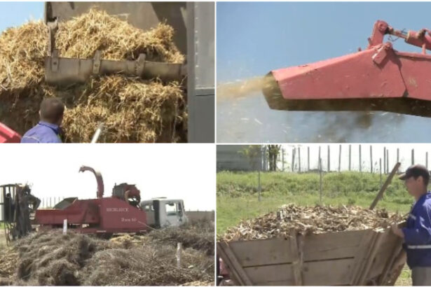 video comuna care transforma resturile vegetale din gospodarii in ingrasamant natural localnicii fac rand la utilajul cumparat de primarie 69f9a2249f48a