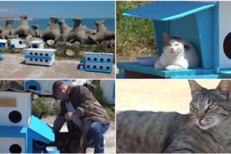 video faleza pisicilor noua atractie turistica pe litoral statiunea de la malul marii unde felinele abandonate au propria lor comunitate 6a127d8001c9e
