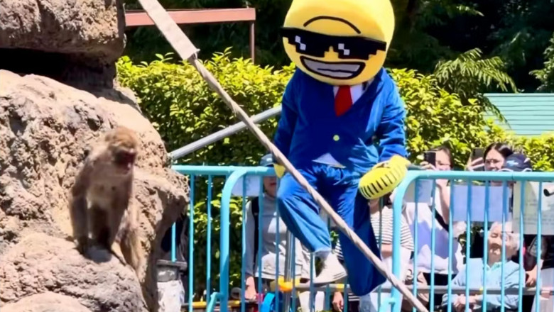 video incident la gradina zoologica unde locuieste celebrul pui de maimuta punch ce a facut un influencer american 6a0deb4a38c7f