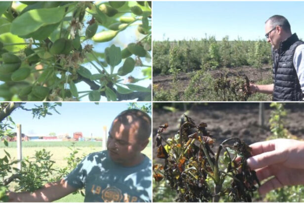 video livezi distruse de frigul de la inceputul lunii inghetul a afectat si plantatiile de stejar si frasin infiintate cu fonduri europene 69fc50dc68875
