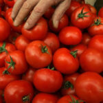 video sunt tratate sa reziste pericolul rosiilor perfecte din piete si supermarketuri cum le putem recunoaste pe cele cu pesticide 6a0be66964145