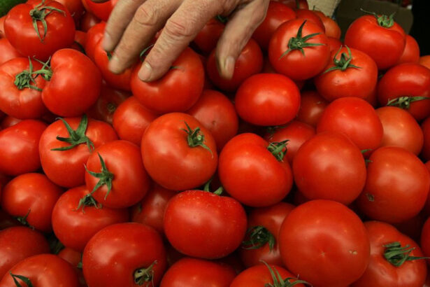 video sunt tratate sa reziste pericolul rosiilor perfecte din piete si supermarketuri cum le putem recunoaste pe cele cu pesticide 6a0be66964145