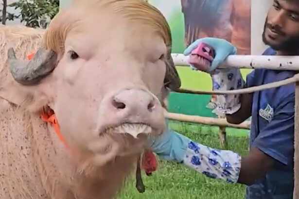 video un bivol albinos cu coama blonda considerat sosia lui donald trump vedeta in bangladesh animalul va fi sacrificat 6a112a1979282