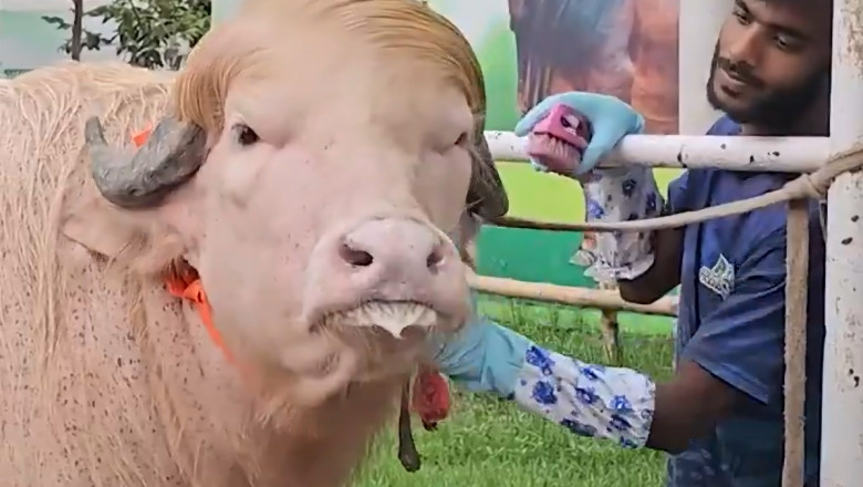 video un bivol albinos cu coama blonda considerat sosia lui donald trump vedeta in bangladesh animalul va fi sacrificat 6a112a1979282