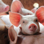 madr pregateste ajutoare pentru prevenirea pestei porcine africane bugetul total alocat schemei este de 125 de milioane de lei 6a2ab49e3f421