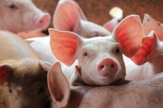 madr pregateste ajutoare pentru prevenirea pestei porcine africane bugetul total alocat schemei este de 125 de milioane de lei 6a2ab49e3f421