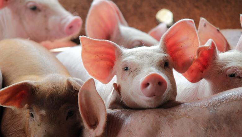 madr pregateste ajutoare pentru prevenirea pestei porcine africane bugetul total alocat schemei este de 125 de milioane de lei 6a2ab49e3f421