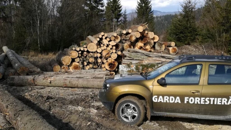 nereguli descoperite de garda forestiera intr o padure din suceava procurorii sesizati dupa taieri ilegale si furt de lemne 6a2fd9cfb4585